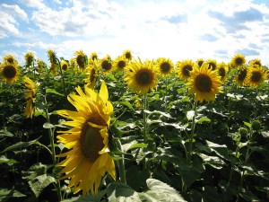 Field of Sunflowers