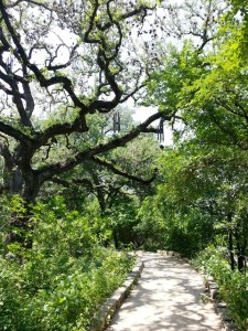 The Path