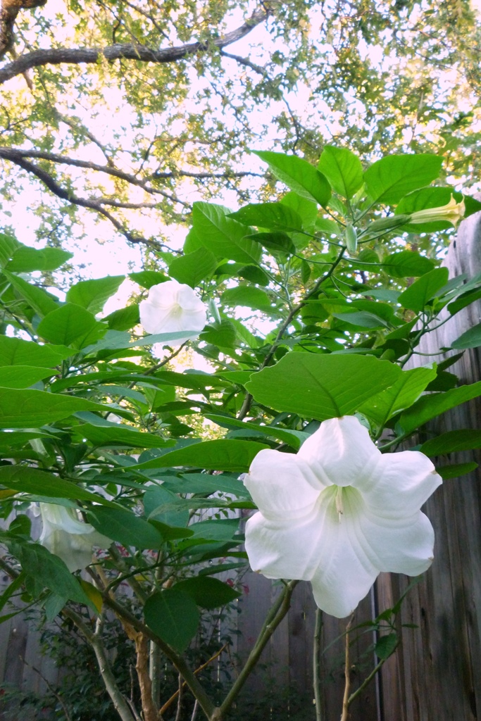 Angel's Trumpet 2