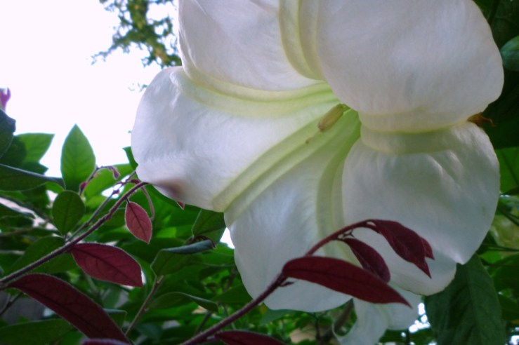 Angel's Trumpet 3
