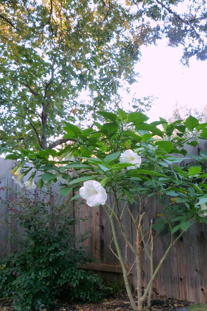 Angel's Trumpet 4