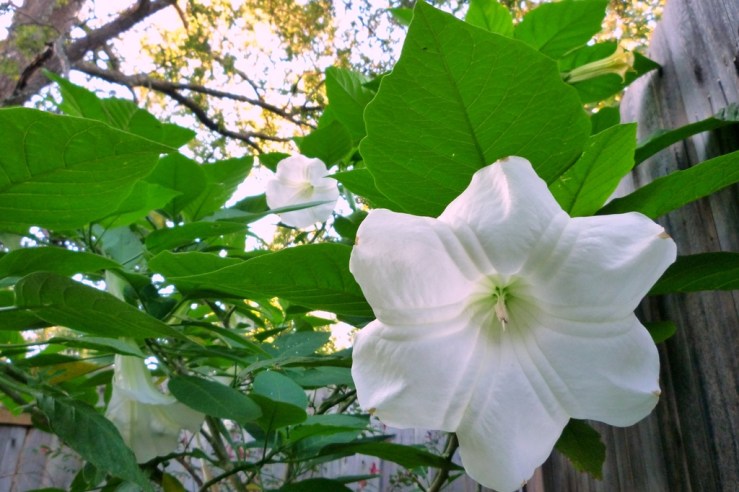 Angel's Trumpet 5