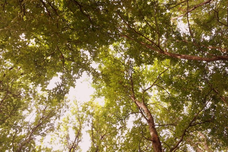 Beneath the Trees
