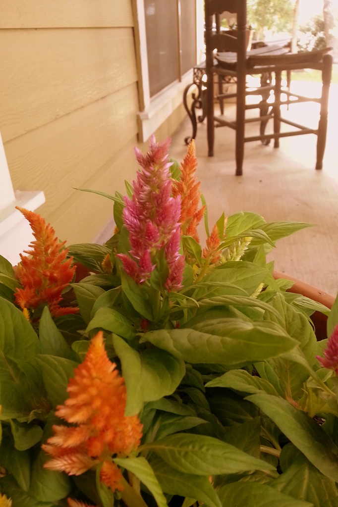 Front Porch Flowers
